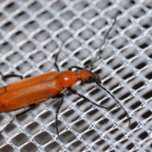 Zonitis sp. (genus) at QPRC LGA - suppressed