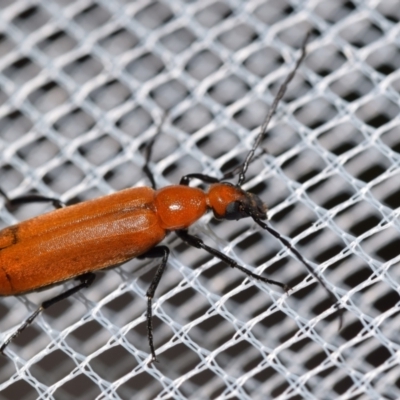 Zonitis sp. (genus) (Oil beetle) at Jerrabomberra, NSW - 8 Jan 2024 by DianneClarke