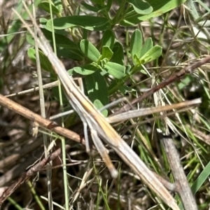 Acrida conica at Yarralumla, ACT - 9 Jan 2024