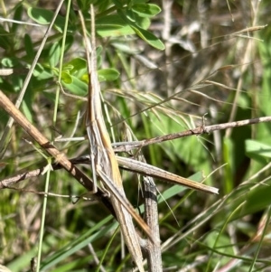 Acrida conica at Yarralumla, ACT - 9 Jan 2024 02:26 PM