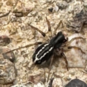 Zodariidae (family) at Yarralumla, ACT - 9 Jan 2024