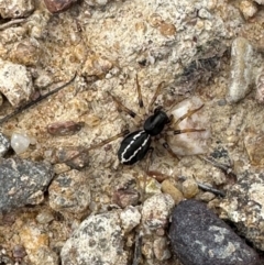 Zodariidae (family) at Yarralumla, ACT - 9 Jan 2024