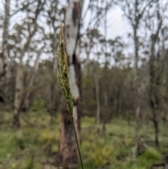 Deyeuxia quadriseta (Reed Bent) at Tharwa, ACT - 1 Jan 2024 by MattM