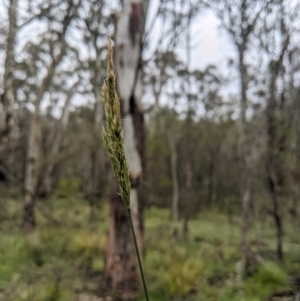 Deyeuxia quadriseta at Namadgi National Park - 1 Jan 2024 11:14 AM