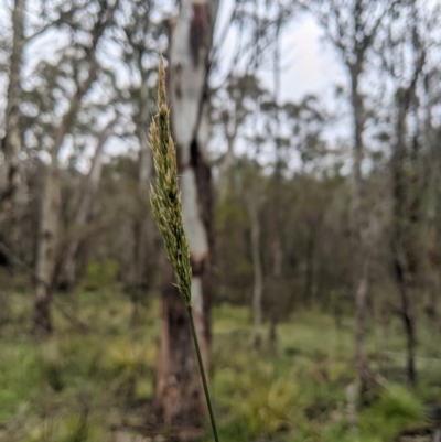 Deyeuxia quadriseta (Reed Bent) at Namadgi National Park - 1 Jan 2024 by MattM