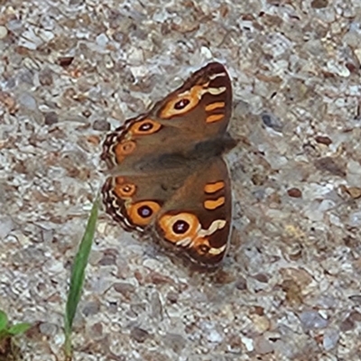 Junonia villida (Meadow Argus) at QPRC LGA - 9 Jan 2024 by MatthewFrawley