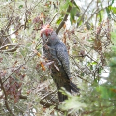 Callocephalon fimbriatum (Gang-gang Cockatoo) at Yanununbeyan National Park - 7 Jan 2024 by MB