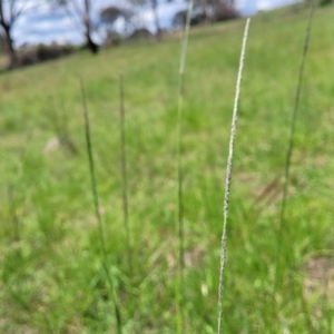 Sporobolus creber at Fraser, ACT - 9 Jan 2024