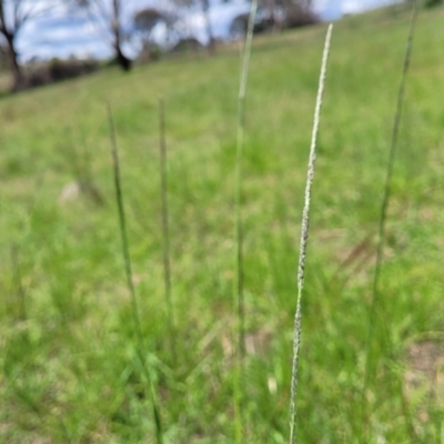 Sporobolus creber (Slender Rat's Tail Grass) at Fraser, ACT - 9 Jan 2024 by trevorpreston