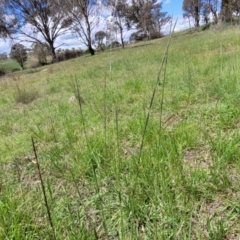 Sporobolus creber at Fraser, ACT - 9 Jan 2024 02:19 PM