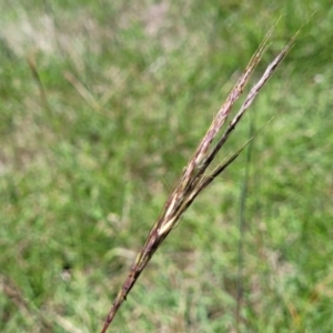 Bothriochloa macra at Fraser, ACT - 9 Jan 2024 02:18 PM