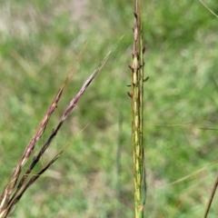 Bothriochloa macra at Fraser, ACT - 9 Jan 2024 02:18 PM