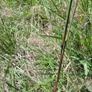 Bothriochloa macra at Fraser, ACT - 9 Jan 2024 02:18 PM