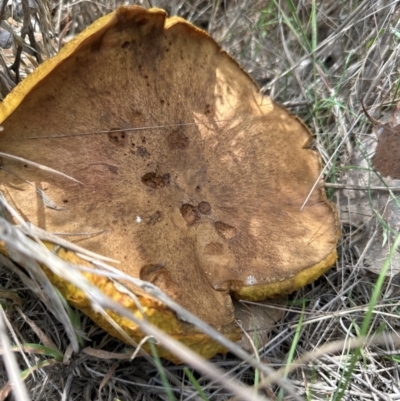 Unidentified Cap on a stem; gills below cap [mushrooms or mushroom-like] at Aranda, ACT - 9 Jan 2024 by lbradley