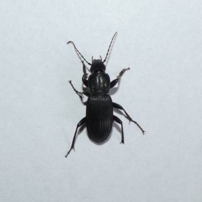 Unidentified Carab beetle (Carabidae) at Murramarang National Park - 28 Sep 2023 by Amata