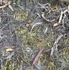 Cladia sp. (genus) at Red Hill to Yarralumla Creek - 9 Jan 2024 by ruthkerruish