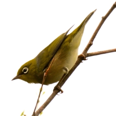 Zosterops lateralis (Silvereye) at Strathnairn, ACT - 8 Jan 2024 by Thurstan