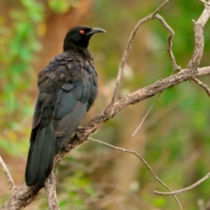 Corcorax melanorhamphos at Woodstock Nature Reserve - 9 Jan 2024