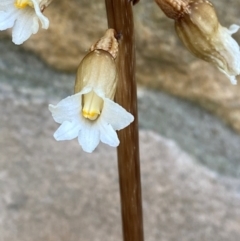 Gastrodia procera (Tall Potato Orchid) at Garran, ACT - 6 Dec 2023 by Tapirlord