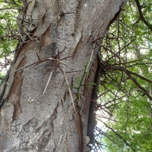 Gleditsia triacanthos at Garran, ACT - 5 Dec 2023 03:52 PM