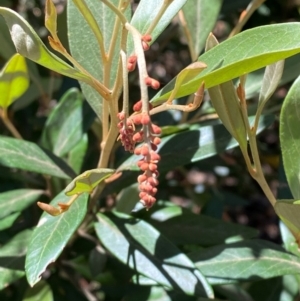 Grevillea victoriae at Namadgi National Park - 4 Dec 2023