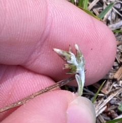 Argyrotegium mackayi (Silver Cudweed) at Brindabella, ACT - 4 Dec 2023 by Tapirlord