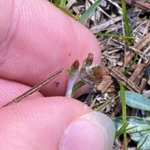 Argyrotegium mackayi at Namadgi National Park - 4 Dec 2023