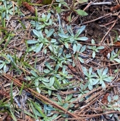 Argyrotegium mackayi at Namadgi National Park - 4 Dec 2023