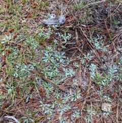 Argyrotegium mackayi at Namadgi National Park - 4 Dec 2023