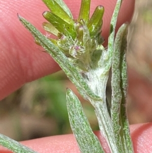 Senecio gunnii at Namadgi National Park - 4 Dec 2023 01:50 PM