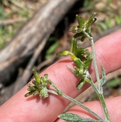 Senecio gunnii at Namadgi National Park - 4 Dec 2023