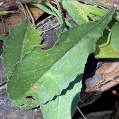 Senecio gunnii at Namadgi National Park - 4 Dec 2023 01:50 PM