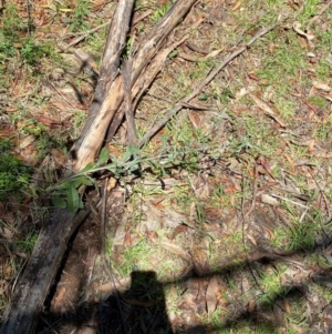 Senecio gunnii at Namadgi National Park - 4 Dec 2023 01:50 PM