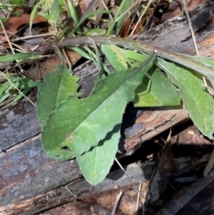 Senecio gunnii at Namadgi National Park - 4 Dec 2023 01:50 PM