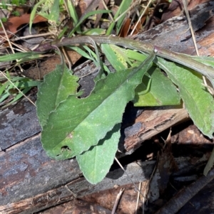 Senecio gunnii at Namadgi National Park - 4 Dec 2023