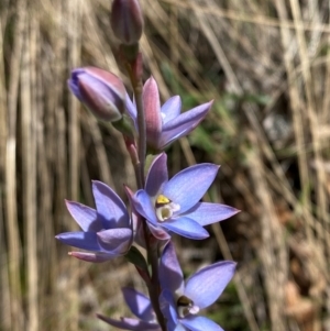 Thelymitra media at Namadgi National Park - suppressed