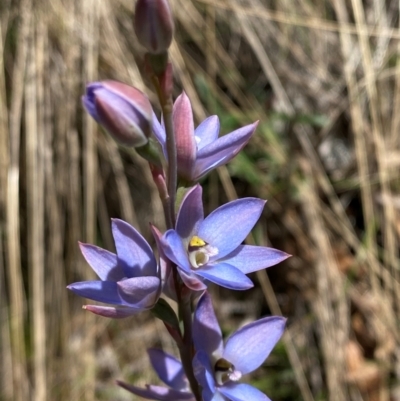 Thelymitra media (Tall Sun Orchid) at Cotter River, ACT - 4 Dec 2023 by Tapirlord