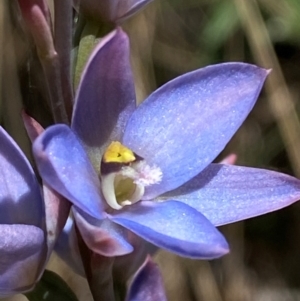 Thelymitra media at Namadgi National Park - 4 Dec 2023