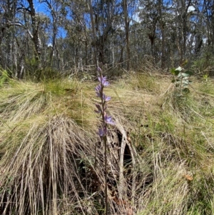 Thelymitra media at Namadgi National Park - 4 Dec 2023