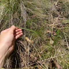 Thelymitra media at Namadgi National Park - suppressed