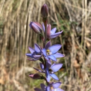 Thelymitra media at Namadgi National Park - 4 Dec 2023