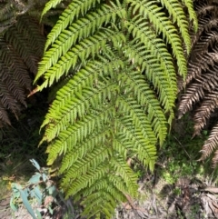 Dicksonia antarctica (Soft Treefern) at Cotter River, ACT - 4 Dec 2023 by Tapirlord