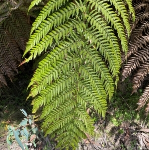 Dicksonia antarctica at Namadgi National Park - 4 Dec 2023