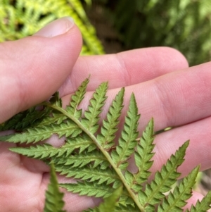 Dicksonia antarctica at Namadgi National Park - suppressed