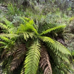 Dicksonia antarctica at Namadgi National Park - suppressed