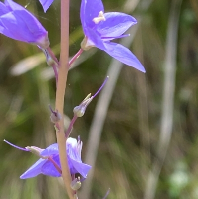 Veronica perfoliata (Digger's Speedwell) at Cotter River, ACT - 4 Dec 2023 by Tapirlord