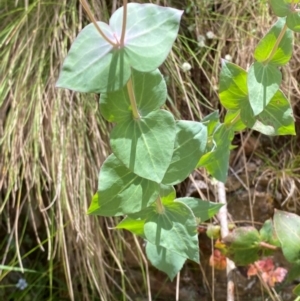 Veronica perfoliata at Namadgi National Park - 4 Dec 2023