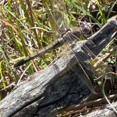 Orthetrum caledonicum (Blue Skimmer) at Aranda, ACT - 9 Jan 2024 by lbradley