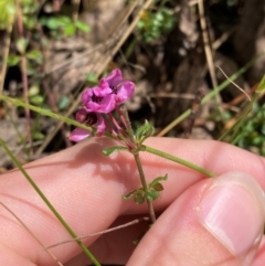 Tetratheca bauerifolia (Heath Pink-bells) at Cotter River, ACT - 4 Dec 2023 by Tapirlord