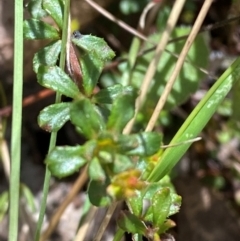 Tetratheca bauerifolia at Namadgi National Park - 4 Dec 2023